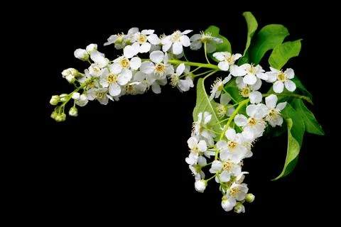 A branch with spring white cherry blossoms on a black background. Stock Photos