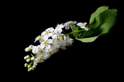 A branch with spring white cherry blossoms on a black background. Stock Photos