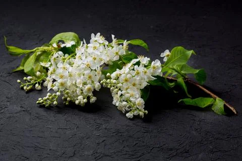 A branch with spring white cherry blossoms on a black background. Stock Photos