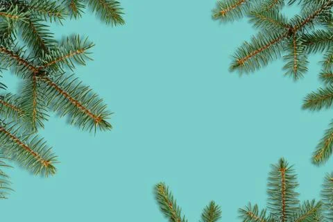 Branch of spruce on a blue background. Foto stock