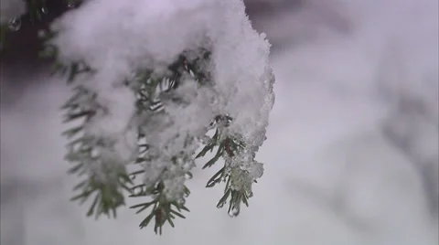 The branch of a spruce, close-up. Stock Footage 51829273