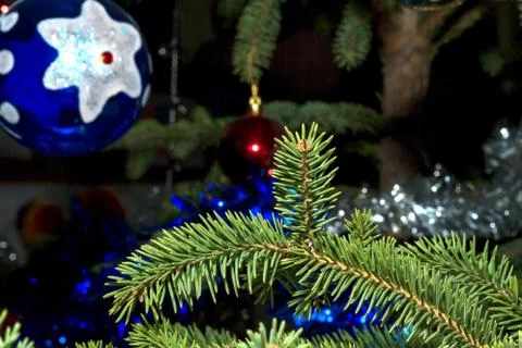 Branch spruce close up Stock Photos
