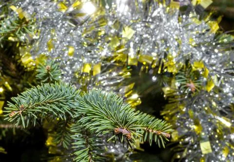 Branch spruce close up Stock Photos