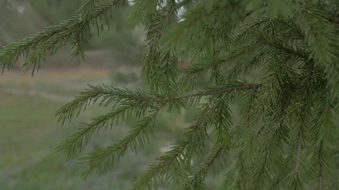 Branch of a spruce a close-up with a transfer to the background Stock Footage 81014579
