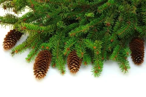 Branch of spruce with cones Stock Photos