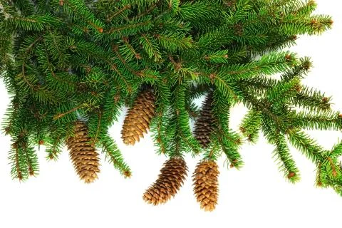 Branch of spruce with cones Foto stock