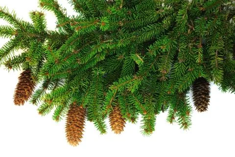 Branch of spruce with cones Stock Photos