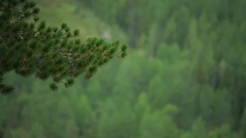 Branch of spruce Stock Footage 81985954