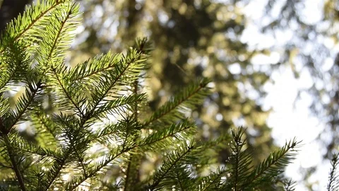 Branch spruce Stock Footage 105808790