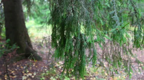 Branch spruce forest Stock Footage 48814240