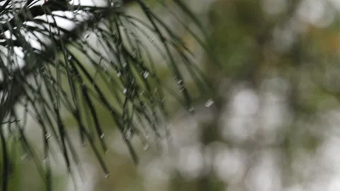 Branch Spruce in Forest. Rain. Drops of Water at Ends of Needles. Shakes Branch Stock Footage 147005397