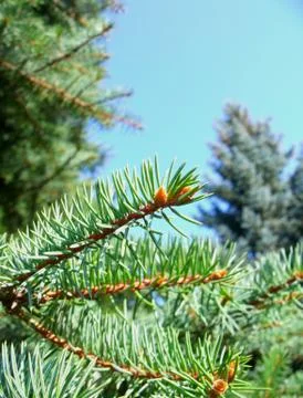 The branch of spruce Stock Photos