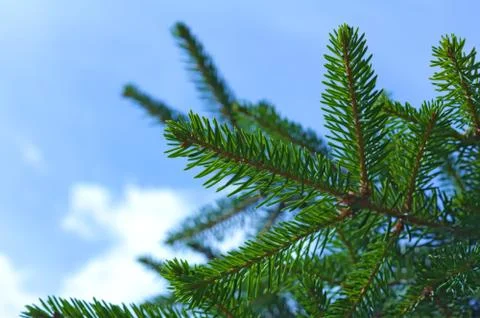 Branch of spruce Stock Photos