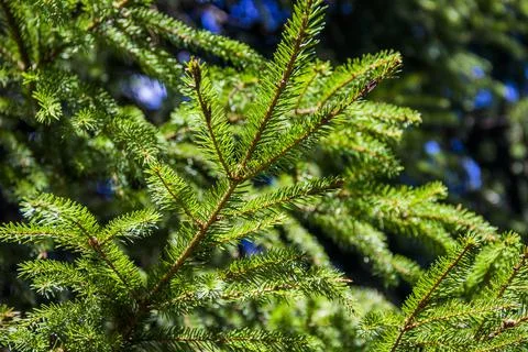 Branch of spruce Stock Photos