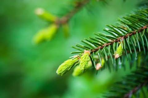 Branch of spruce with sprouts in spring time, close-up Stock Photos