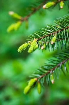 Branch of spruce with sprouts in spring time, close-up Stock Photos