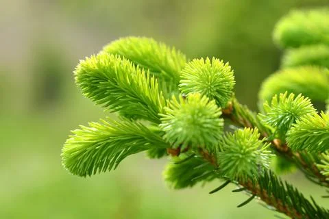 Branch of spruce tree close up. Stock Photos