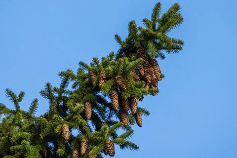 Branch of spruce tree with cones is under blue sky Stock Photos