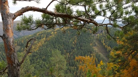 A branch of a spruce tree sways against a backdrop of wooded mountains. Video stock 310492077