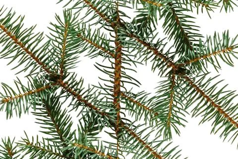 Branch of spruce on a white background. Stock Photos