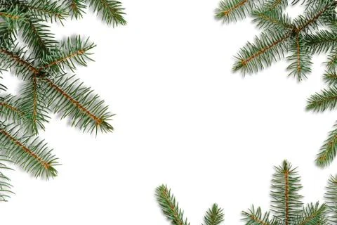 Branch of spruce on a white background. Stock Photos