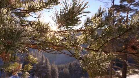 The branch of spruce. Winter forest. The camera moves along the branch. Video stock 70046762