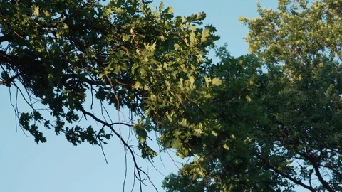 Branch Strong Wind Stock Footage 113286566