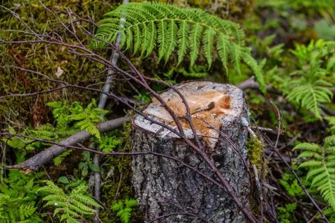 The branch on a stump in the forest. Stock Photos