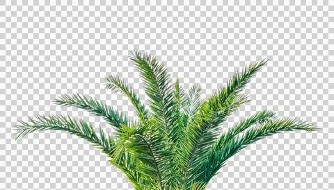 Branch of a  A sugar palm tree, date palm, Tropical Palm Fronds Stock Photos