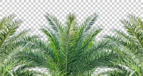 Branch of a A sugar palm tree, date palm, Tropical Palm Fronds Cutout Stock Photos