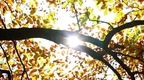Branch sun beam HD Stock Footage 32344877