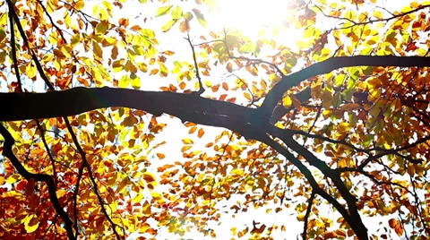 Branch sunbeam HD Stock Footage 32298494