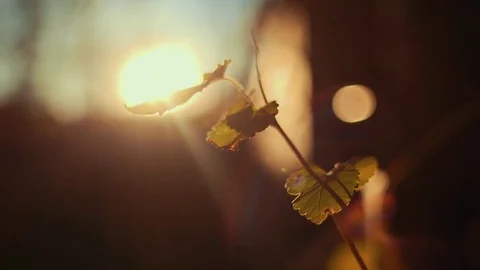 A Branch in the Sunset (Close Up) Stock Footage 81529886