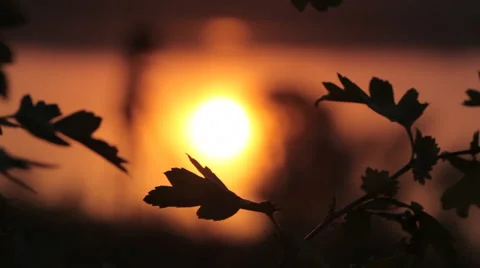 Branch in sunset colors. Stock Footage 5504527