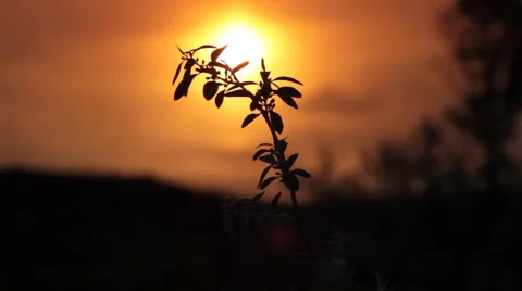 Branch in sunset colors. Stock Footage 5505110