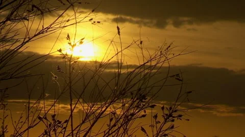 The Branch At Sunset Stock Footage 55198127