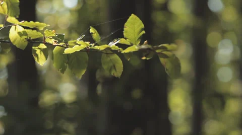 Branch Swaying In Sharp Wind Stock Footage 36628166