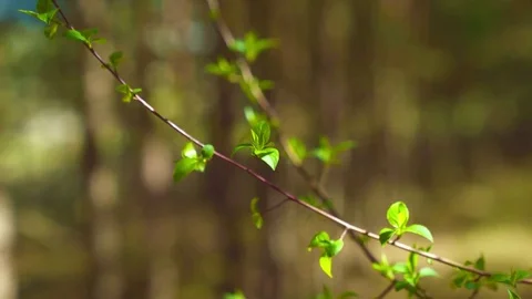 The branch swaying in the wind Stock Footage 75493744