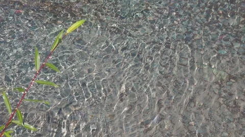 The branch sways in the wind against the background of flowing clear water . Stock-Footage 295375514