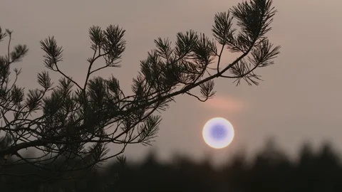 The branch sways in the wind against the setting sun. Stock Footage 128203164