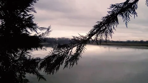 The branch sways in the wind on a background of the river Stock Footage