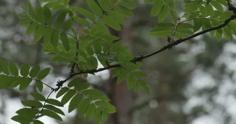 The branch sways in the wind Stock Footage 64792779