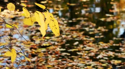 The branch sways in the wind over the river Stock Footage 11311770