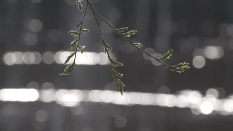 The branch sways in the wind in spring Stock Footage 283565866
