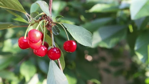 A branch of a sweet cherry moves under the influence of the wind on a tree. Video stock 155816711