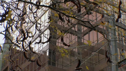 Branch swinging in wind Stock-Footage 237698895