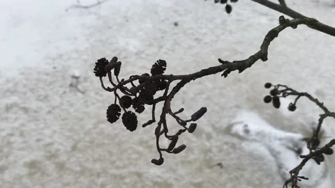Branch Swinging in the Wind in Winter Background Stock Footage 147925693
