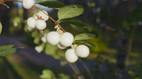 A branch of a symphoricarpos bush with decorative white berries blooming. Stock-Footage 292846853