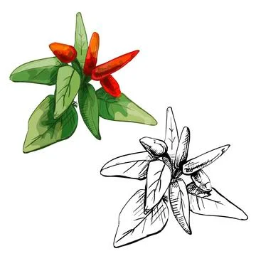 Branch of tabasco pepper with leaf and fetus. Vintage vector hatching Stock Illustration