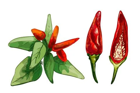 Branch of tabasco pepper with leaf and fetus. Vintage vector hatching Stock Illustration